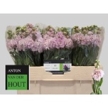 Matthiola Levkoi Iron Cherry Blossom 50cm