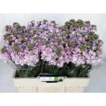 Matthiola Levkoi Iron Cherry Blossom 55cm