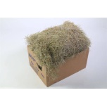 Moss tillandsia usneoides fijn (spanish moss)