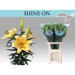 Lilium Liilia OR Shine On 105cm