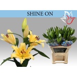 Lilium Liilia OR Shine On 80cm