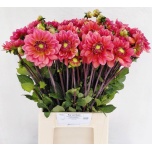 Dahlia Daalia salmon runner 45cm