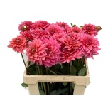 Dahlia salmon runner 60-65cm
