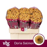Chrysanthemum Krüsanteem SANTINI Doria Salmon*25