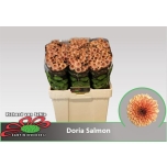 Chrysanthemum Krüsanteem Santini Doria Salmon 55cm