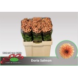 Chrysanthemum Krüsanteem Santini Doria Salmon 55cm
