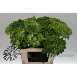 Hydrangea Hortensia Mag Rhapsody Classic 60cm*5