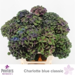 Hydrangea Hortensia Mag Charlotte Classic 60cm*5