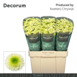 Chrysanthemum Krüsanteem SANTINI Maverick White*25