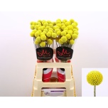 Craspedia Paintball Pop 60cm