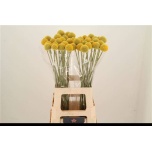 Craspedia Paintball Pop 70cm