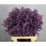 Limonium Parkjuur V Kansas Blue 70cm