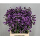 Limonium Parkjuur V Kansas Blue 70cm