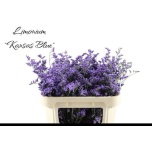 Limonium Parkjuur V Kansas Blue 70cm