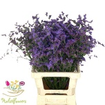 Limonium Parkjuur V Kansas Blue 70cm