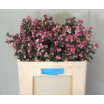 Symphoricarpos Lumimari Magical Ruby Falls 50cm