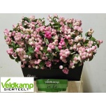 Symphoricarpos Lumimari R Ri Hood 45cm