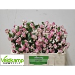 Symphoricarpos Lumimari R Ri Hood 50cm