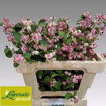 Symphoricarpos Lumimari R Ri Hood 55cm