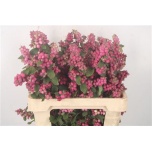 Symphoricarpos Lumimari Magic Ruby Giant 60cm