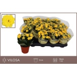 Kalanchoe Kalanhoe nolin yellow 8cm