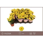 Kalanchoe Kalanhoe nolin yellow 8cm