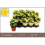 Kalanchoe Kalanhoe nolin yellow 8cm