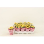 Kalanchoe blossfeldiana gevuld nolin yellow 8cm
