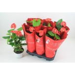 Anthurium Flamingolill andr mauii red 17cm