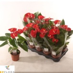 Anthurium Flamingolill andr Jambo Red 12cm
