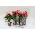 Anthurium andreanum grp Jambo Red 6+ÕV 17cm