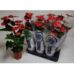 Anthurium Flamingolill andr Jambo Red 17cm