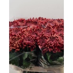 Chrysanthemum Krüsanteem BL Ankara Red*10