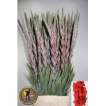 Gladiolus Gladiool Costello 125cm