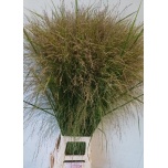 Panicum Hirss Thundercloud (tk)
