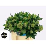 Skimmia White Globe 40cm pk