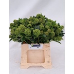 Skimmia White Globe 40cm pk