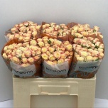 Kobarroos 50cm Candelicious