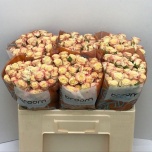 Kobarroos 50cm Candelicious