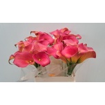 Zantedeschia Kalla Bloody Mary 60cm