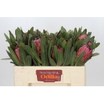 Protea Protea Red Ice 50cm