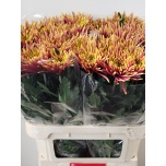 Chrysanthemum Krüsanteem BL Tula*10