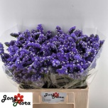 Limonium Parkjuur S Levis Wings 60cm