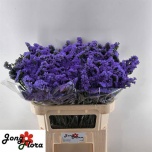 Limonium Parkjuur S Levis Wings 75cm