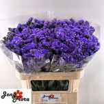 Limonium Parkjuur S Levis Wings 70-75cm