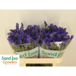 Limonium Parkjuur S Levis Wings 70cm