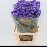 Limonium Parkjuur S Levis Wings 70-75cm
