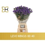 Limonium Parkjuur S Levis Wings 80cm