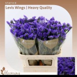 Limonium Parkjuur S Levis Wings 80cm
