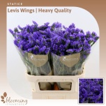 Limonium Parkjuur S Levis Wings 80cm
